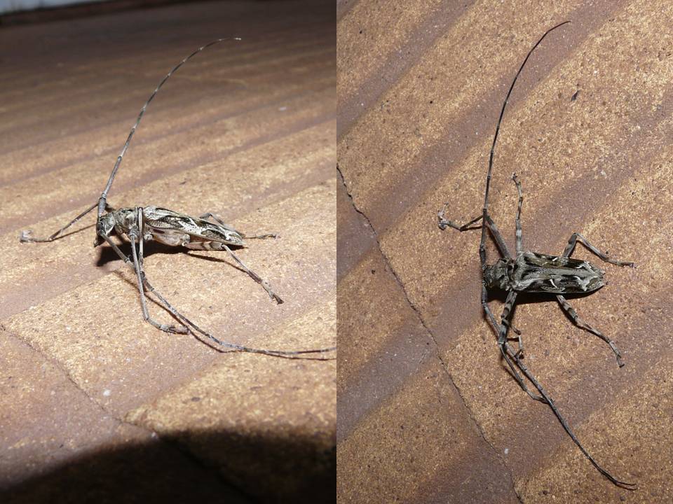 FIGURE 2 FIGURE 2